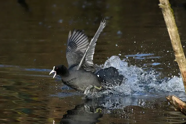 Ich möchte darauf hinweisen, dass meine Fotografien urheberrechtlich
geschützt sind, und ohne mein schriftliches Einverständnis nicht verwendet
oder auf andere Plattformen verlinkt werden dürfen.

 | Foto: Copyright Andreas Schäfer