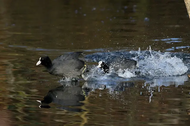 Ich möchte darauf hinweisen, dass meine Fotografien urheberrechtlich
geschützt sind, und ohne mein schriftliches Einverständnis nicht verwendet
oder auf andere Plattformen verlinkt werden dürfen.

 | Foto: Copyright Andreas Schäfer
