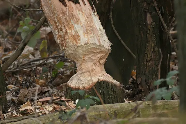 Ich möchte darauf hinweisen, dass meine Fotografien urheberrechtlich
geschützt sind, und ohne mein schriftliches Einverständnis nicht verwendet
oder auf andere Plattformen verlinkt werden dürfen.

 | Foto: Copyright Andreas Schäfer