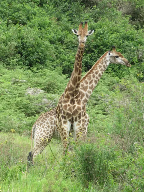 Mutation? Giraffe mit zwei Köpfen!? | Foto: umbehaue