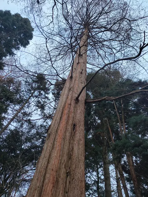 Der Urweltmammutbaum wird als „lebendes Fossil“ bezeichnet, da er als ausgestorben galt und nur als fossile Ablagerung bekannt war. 1941 wurde die Art dann in der chinesischen Provinz Hupeh wiederentdeckt. 
 Seit 1943 wird der Urweltmammutbaum in vielen Ländern mit gemäßigtem Klima kultiviert. In mitteleuropäischen Gärten und Parks ist Metasequoia häufig zu finden.
Das abgebildete Exemplar steht im Botanischen Garten der Stadt Krefeld.
