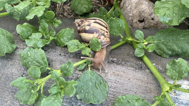 Erwischt beim Frühstücken  | Foto: Umbehaue 