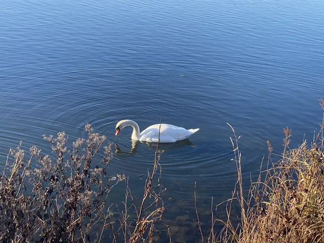 Das Wasser dampft. Trotzdem hat es keine Badenwannen Temperatur.  | Foto: Umbehaue 