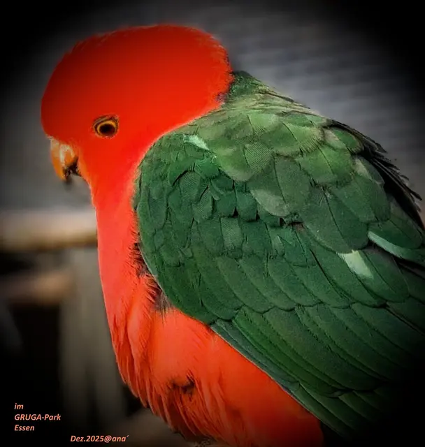 ...ein winterlicher Spaziergang 
durch die Essener´ GRUGA ♥

Papageien, Aras und Eulen und Vieles mehr gucken ...

Dezember 2025@ana´