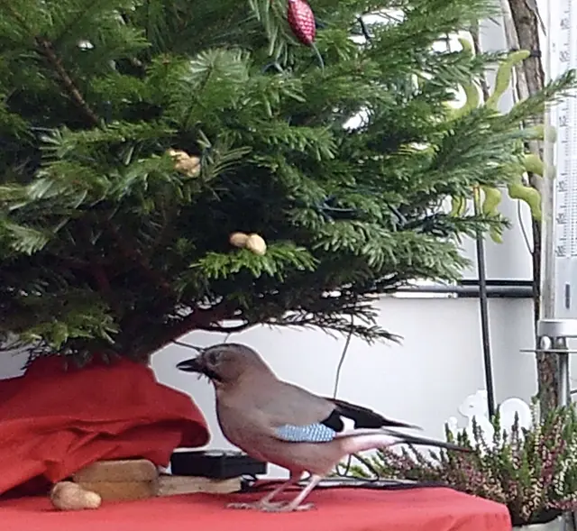 Da dekoriert man den Baum mit Erdnüssen und dieser wird sofort geplündert. | Foto: Umbehaue
