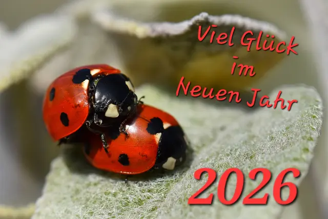 Wir wünschen allen ein frohes Neues Jahr. Liebe Grüße Armin und Ulrike 🐞🐖🍀