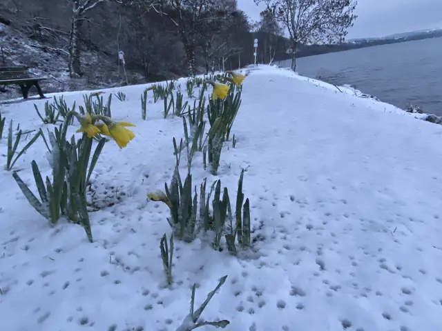 Das haben die Osterglocken dann wohl doch nicht erwartet. Aber gelb hebt sich von weiß dann doch besser ab.  | Foto: Umbehaue 