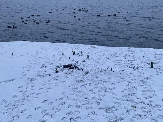 Wie die Spuren es verraten, haben die Enten es vorgemacht. Für mich ist es dann doch zu kalt und die Stadt Essen hat den See ja auch noch nicht freigegeben. 😜 | Foto: Umbehaue 