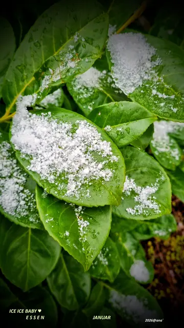 LEICHTER Frost
Leichter Schnee...
überall im LANDE ein klein wenig weiß, leicht gezuckert...

auch in Essen :-)

HOFFETLICH sind alle GUT rein´ und NICHT aus-gerutscht!?!

ANFANG JANUAR 2026@ana´