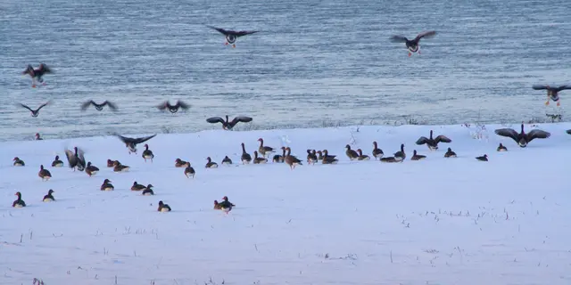 Alles weiß, da wird es mit Futter ganz schön eng am Niederrhein. Weidegras ist zur Zeit gestrichen ;-)!
Beste Grüße aus Emmerich.