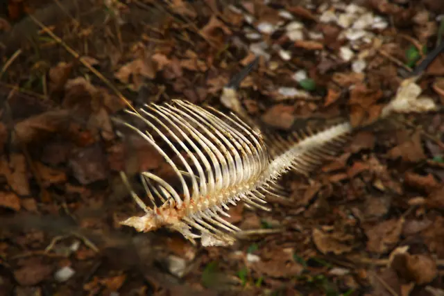 Nun, auch das ist Natur. Fressen und gefressen werden, ich denke mal die Ameisen waren die Letzten ;-)

Geräuchert komplett wäre ich auch nicht abgeneigt solch einen Fisch zu verspeisen.