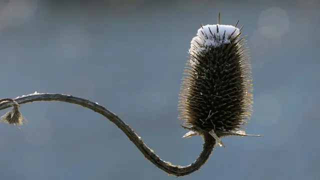 fast wie eine zweite Blüte im Winter