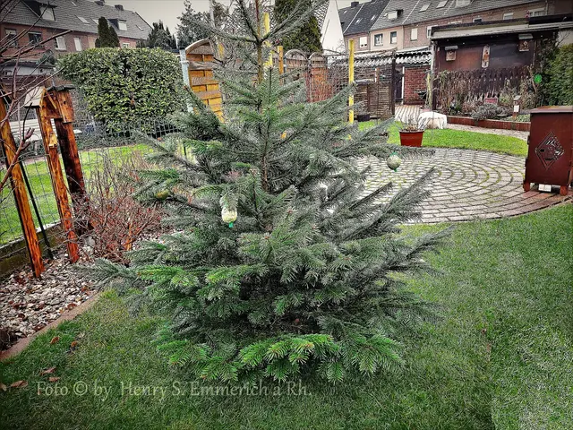 Ja im letzten Jahr hatte ich beschrieben, 
( www.lokalkompass.de/emmerich/c-lk-gemeinschaft/der-baum-muss-weg_a1675639 ) 
wie der alte Weihnachtsbaum noch für die Vogelwelt im Garten noch einen guten Futterplatz bieten kann.
Beste Grüße, Henry.