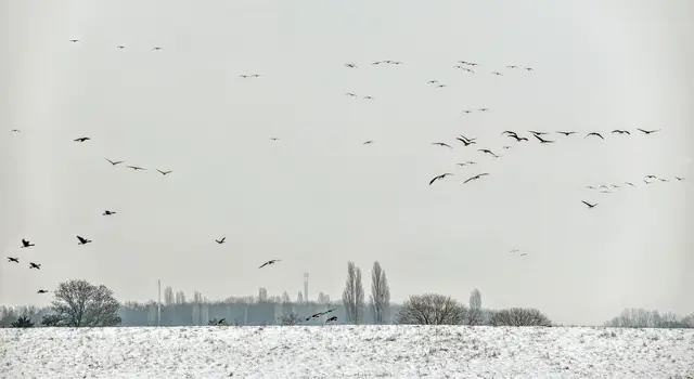 Wildgänse - Wintergäste am Niederrhein.