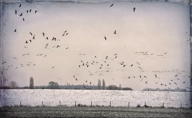 Wildgänse - Wintergäste am Niederrhein.