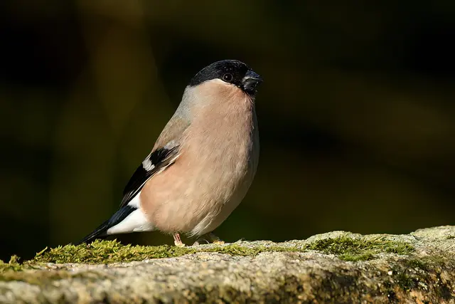 Foto: Copyright Andreas Schäfer