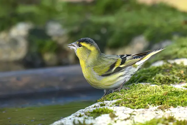 Foto: Copyright Andreas Schäfer