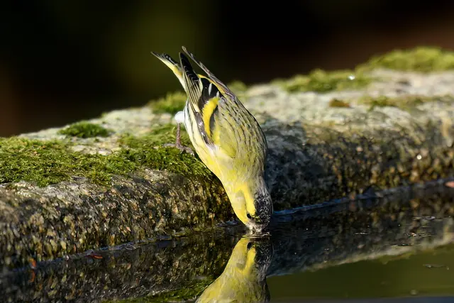 Foto: Copyright Andreas Schäfer