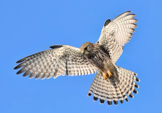 Foto: Copyright Andreas Schäfer