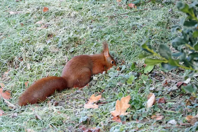 Bestimmt nicht freiwillig hat dieses Eichhörnchen seinen gemütlichen Kobel verlassen. Der Hunger hat es gezwungen, auch bei Minusgraden auf Nahrungssuche zu gehen. Wollen wir hoffen, dass es fündig und satt wird, damit es sich bald wieder warm einrollen kann.