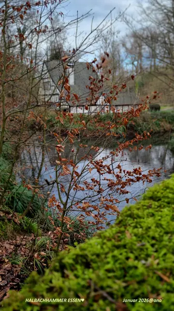 JANUAR Spaziergang
in Essen...
Heimat kann schön, spannend, interessant sein

Halbachhammer (alte Schmiede)
am Kesselbach, in Essen♥
im "Nachtigallental, Nähe Margarethenhöhe...

SCHÖNE Ecke dort ...
https://de.wikipedia.org/wiki/Halbachhammer_(Fulerum)
...
Januar 2026@ana´