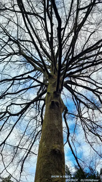 ... er gefiel mir einfach♥
Unmittelbar und sogleich schossen mir die wildesten Gedanken durch den Sinn... meine Abenteuer-Lust war geweckt, diesen alten, vernachlässigten Teil eines Essener´ Friedhofs´ weiter zu erkunden... 
Konnte bei diesem herrlichen Winterwetter dieser Tage nicht daran vorbei, ohne diese wunderbaren Verästelungen einfach einmal fotographisch festzuhalten :-)

Mein SONNTAGs-G R U ß :-)

Januar 2026@ana´