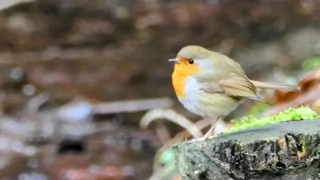Heute im Schlosspark Borbeck. Bernd Dröse und ich konnten zwar etliche verschiedene Vogelarten ausmachen, aber die wenigsten ließen sich auch gut fotografieren. Dieses Rotkehlchen scheint ein wenig verstimmt zu sein - natürlich nur meine menschliche Interpretation 😉