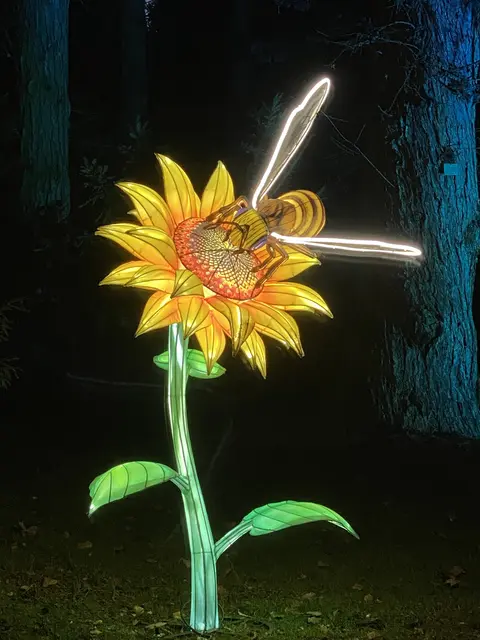 Der Grugapark leuchtet wieder.  | Foto: Umbehaue 