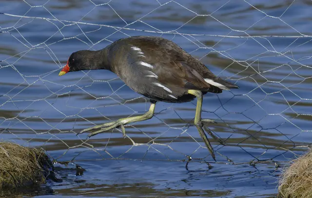 Auf zu neuen Ufern | Foto: Rod Gebel