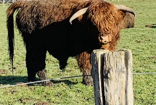  01. Februar 2026 - Von meinem heutigen Spaziergang  | Foto: © Jürgen Thoms 